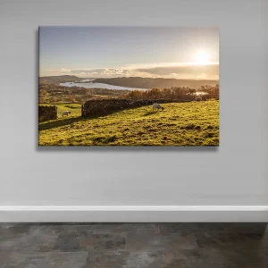 Grazing sheep over Windermere