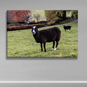 Herdwick sheep at Troutbeck